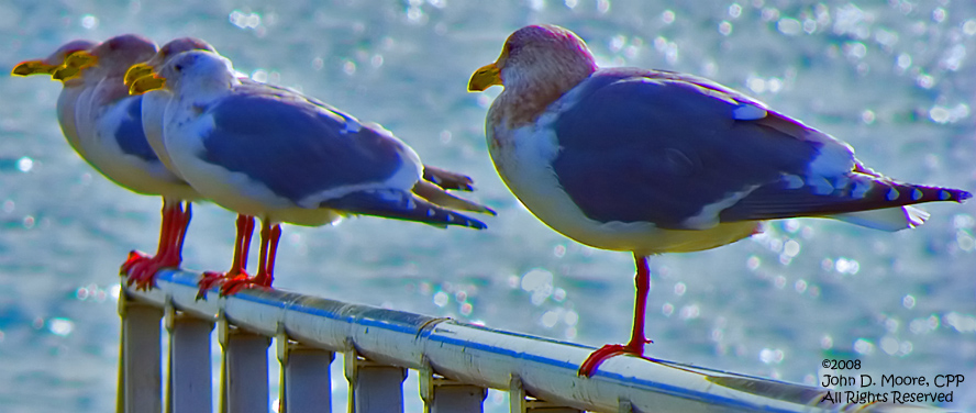 "Mother natures discrimination"An evening spent with Whidbey Island Gulls.