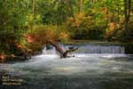 As the sun goes down, in Whatcom Falls Park, Bellingham, Washington